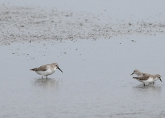 Calidris alpina