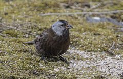Leucosticte tephrocotis