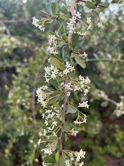 Gymnosporia maranguensis