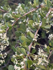 Gymnosporia maranguensis