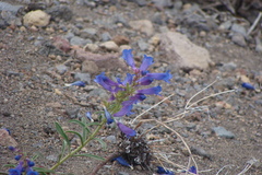 Penstemon speciosus