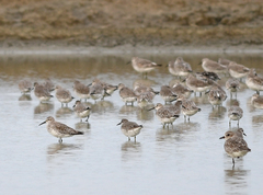 Calidris tenuirostris