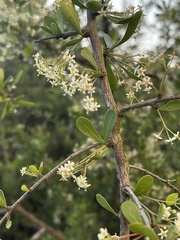 Gymnosporia maranguensis