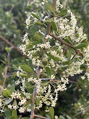 Gymnosporia maranguensis