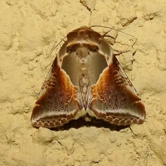 Habrosyne pyritoides