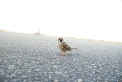 Passer montanus