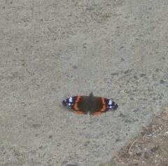 Vanessa atalanta