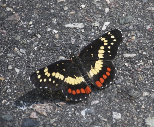 Eumeda Checkerspot