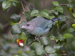 Thraupis glaucocolpa