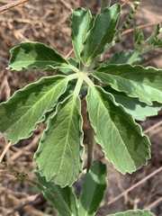 Cyphostemma