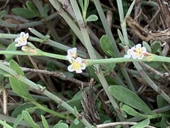 Polygonum equisetiforme