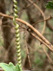 Cyphostemma