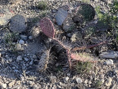 Opuntia cymochila
