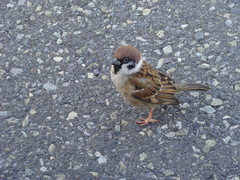 Passer montanus
