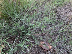 Polygonum equisetiforme