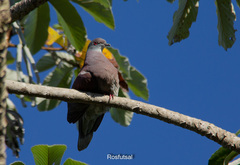 Patagioenas cayennensis