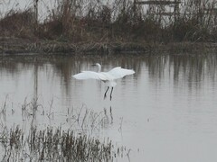 Ardea alba