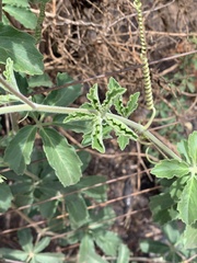 Cyphostemma