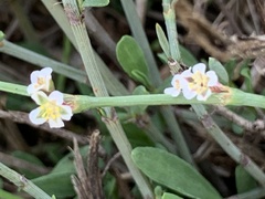 Polygonum equisetiforme