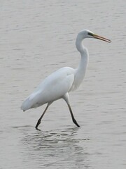 Ardea alba