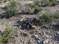 Opuntia cymochila