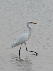 Ardea alba