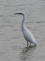 Ardea alba