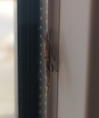 Ypsolopha mucronella