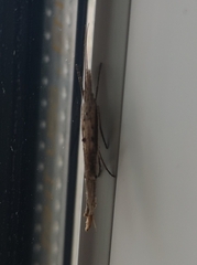 Ypsolopha mucronella