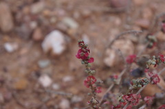 Salsola zygophylla