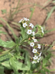 Heliotropium steudneri