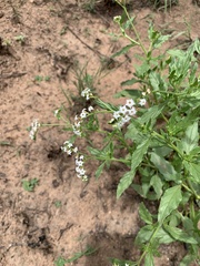 Heliotropium steudneri