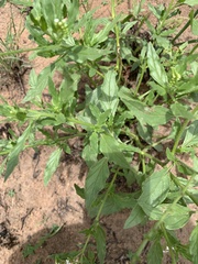 Heliotropium steudneri