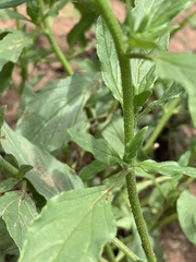 Heliotropium steudneri