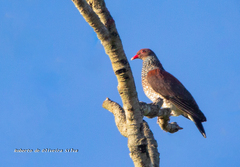 Patagioenas speciosa