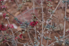 Salsola zygophylla