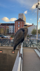 Ardea cinerea
