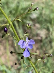 Rotheca louwalbertsii