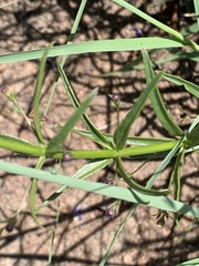 Rotheca louwalbertsii