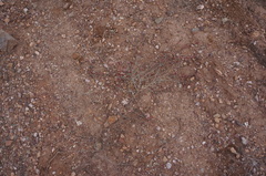 Salsola zygophylla