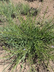 Rotheca louwalbertsii