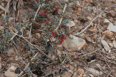 Salsola zygophylla