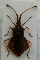 Syromastus rhombeus