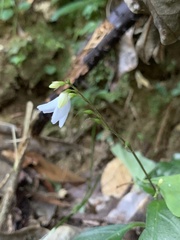 Codonacanthus pauciflorus