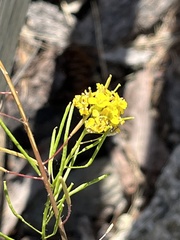 Sisymbrium loeselii
