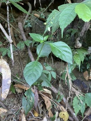 Codonacanthus pauciflorus