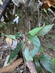 Codonacanthus pauciflorus