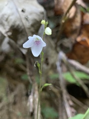 Codonacanthus pauciflorus