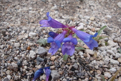 Penstemon speciosus