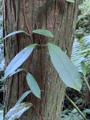 Hydrangea viburnoides